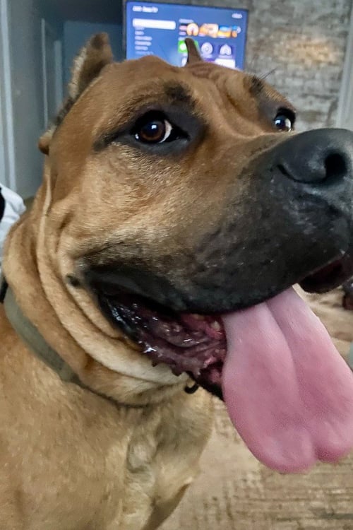 CANE CORSO (COURTESY POST) - Cane Corso Mastiff available for adoption