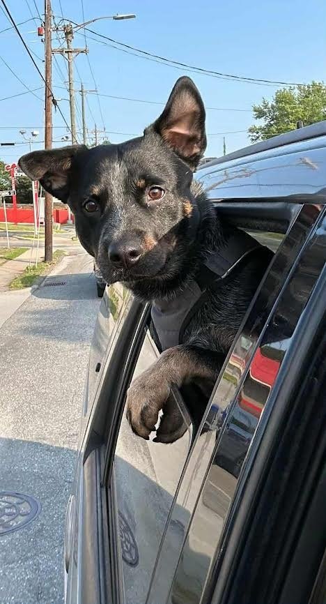 BLUE HEELER (COURTESY POST) - Australian Cattle Dog/Blue Heeler / Terrier available for adoption