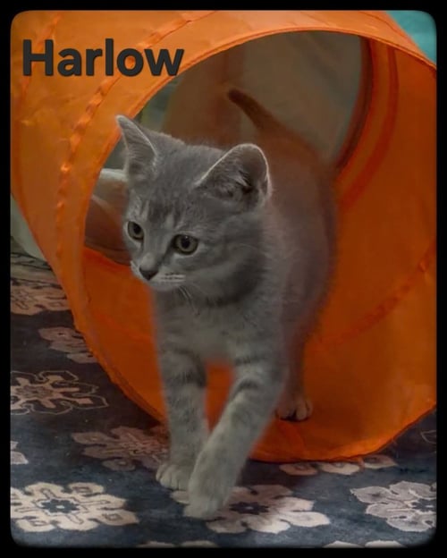 HARLOW - Domestic Short Hair available for adoption