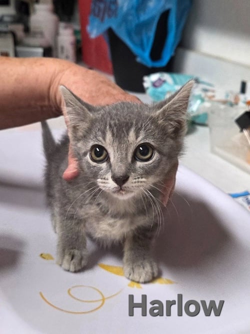 HARLOW - Domestic Short Hair available for adoption