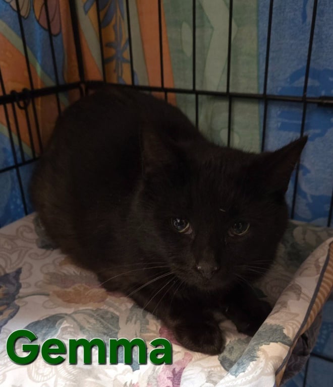 Gemma Image