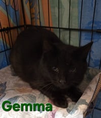 Gemma - Photo 1