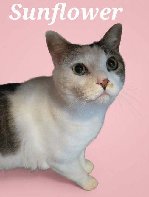 SUNFLOWER - Domestic Short Hair available for adoption