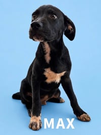 Max - Photo 1