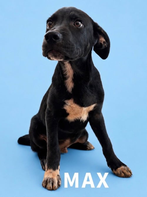 MAX - Labrador Retriever / Terrier available for adoption