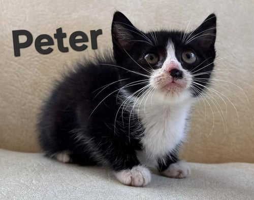 PETER - Domestic Short Hair available for adoption