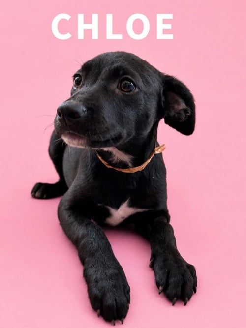 CHLOE - Labrador Retriever / Terrier available for adoption
