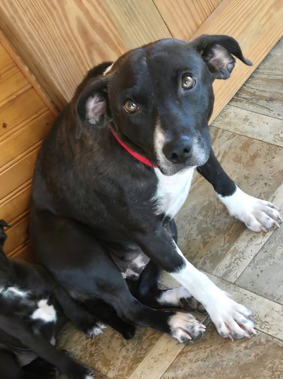 Gemma Image