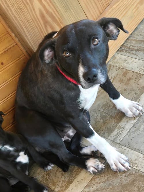GEMMA - Labrador Retriever / Terrier available for adoption