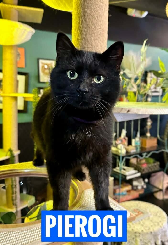 PIEROGI - Domestic Short Hair available for adoption