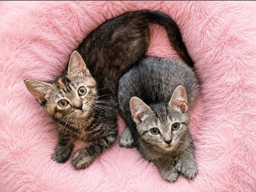 FETTUCINE (COURTESY POST) - Extra-Toes Cat (Hemingway Polydactyl) available for adoption