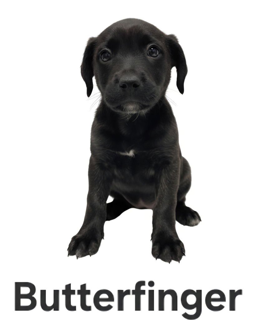 BUTTERFINGER - Terrier available for adoption