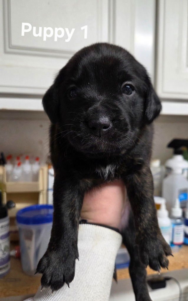 BUTTERFINGER - Terrier available for adoption