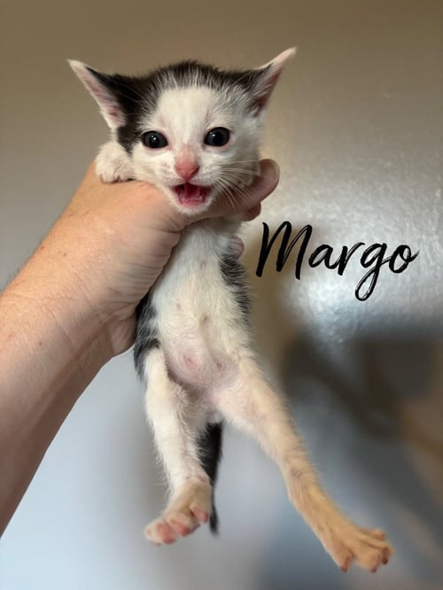 MARGO - Domestic Short Hair available for adoption