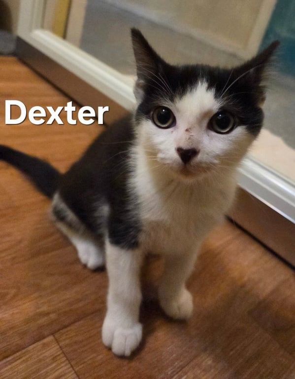 Dexter Image