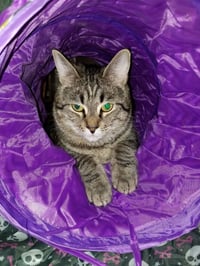 Finn (Courtesy Post) - Photo 1