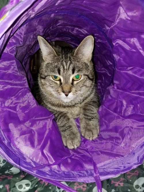 FINN (COURTESY POST) - Domestic Short Hair available for adoption