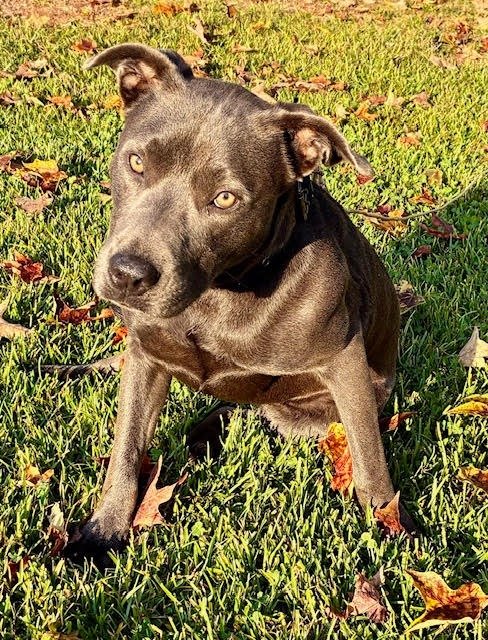 COCO - Pit Bull Terrier available for adoption
