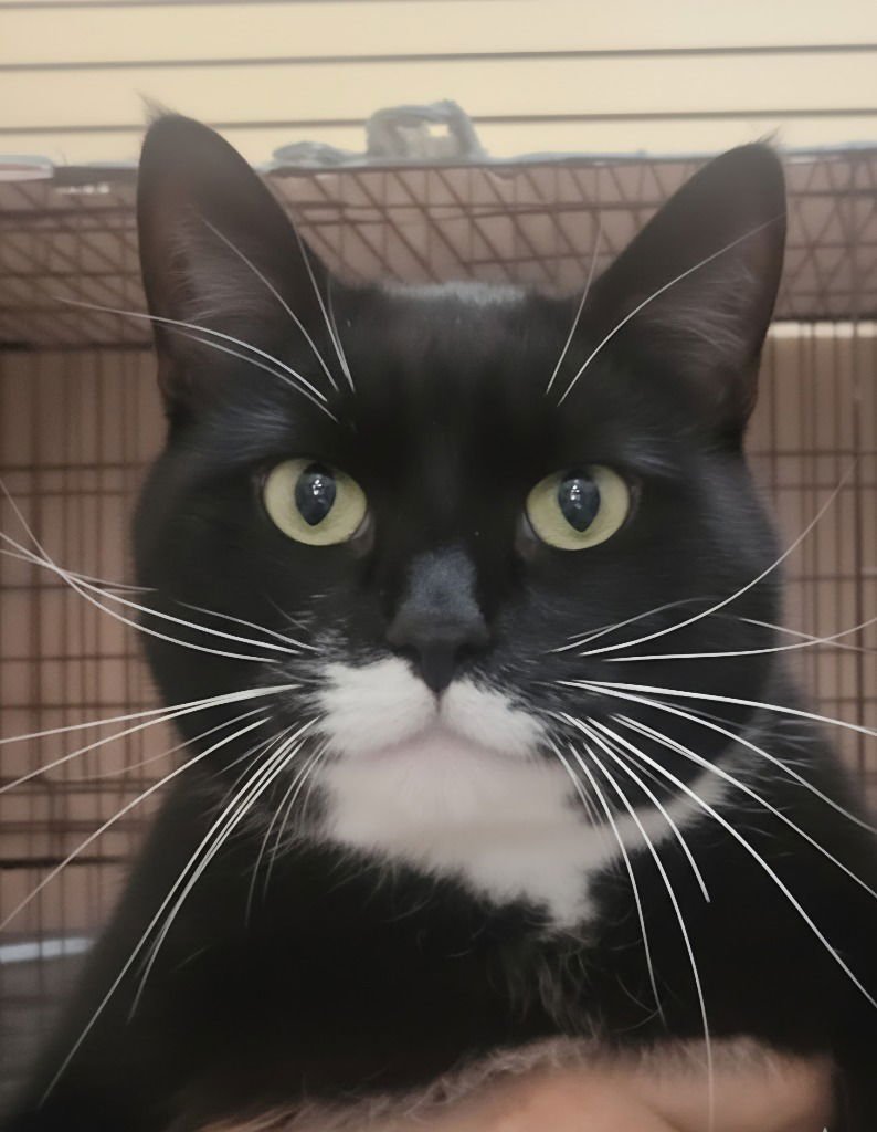 HOSS - Domestic Short Hair available for adoption