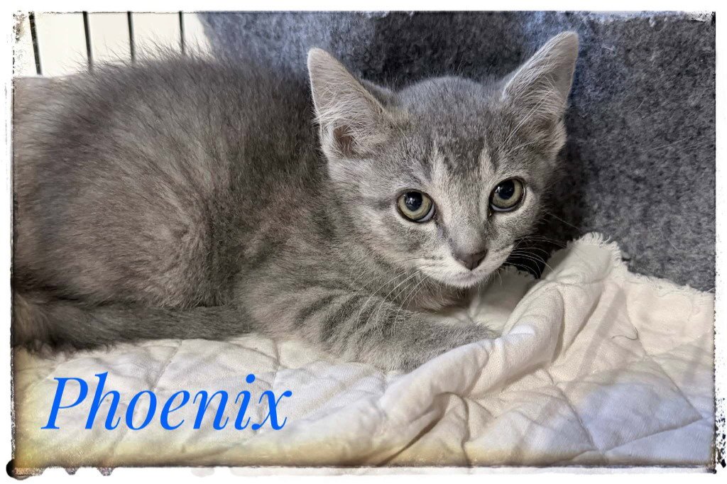 Phoenix Image