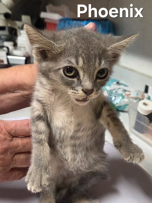 PHOENIX - Domestic Short Hair available for adoption