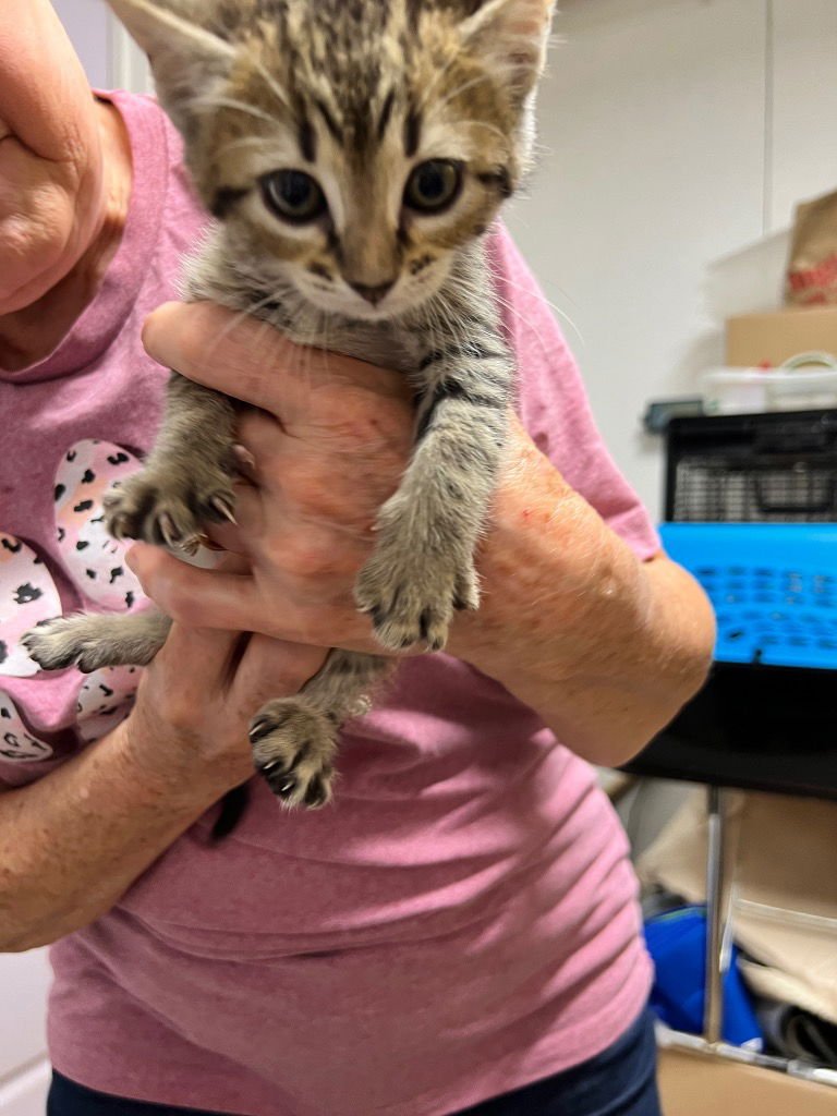 RUSTY (LILY) - Domestic Short Hair available for adoption