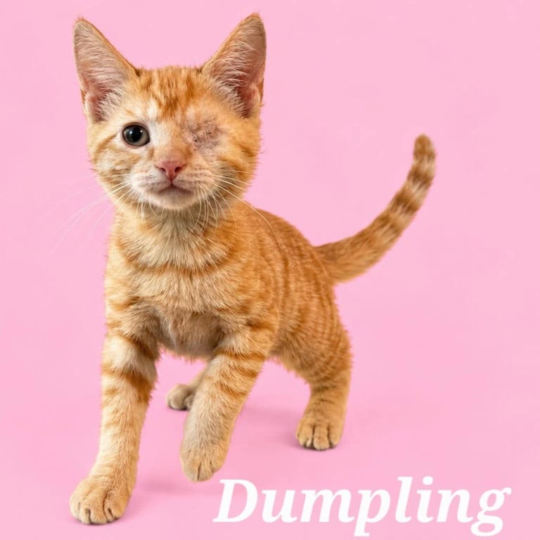 Dumpling (Courtesy Post) Image
