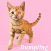 Dumpling (Courtesy Post) - Photo 1