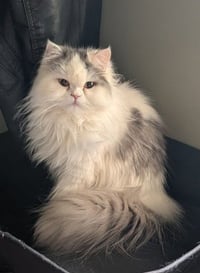 Persian Queen (Courtesy Post) - Photo 1