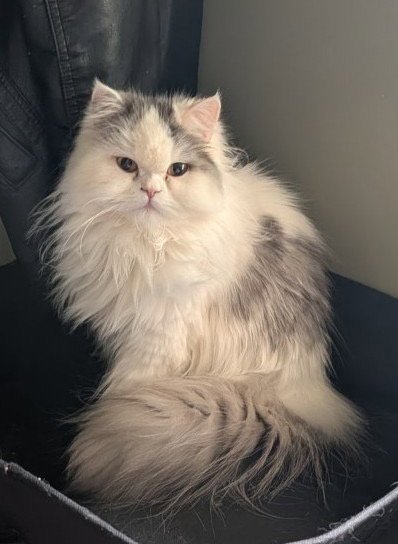 PERSIAN QUEEN (COURTESY POST) - Persian available for adoption