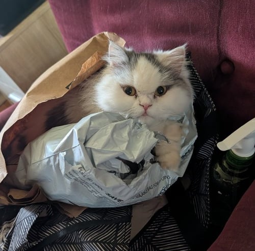 PERSIAN QUEEN (COURTESY POST) - Persian available for adoption