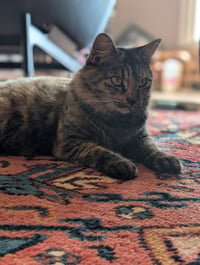 Izzy (Courtesy Post) - Photo 2