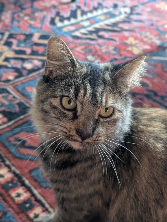 Izzy (Courtesy Post) Image