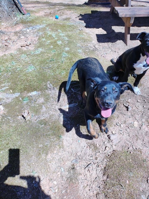 MALE PITWEILER (COURTESY POST) - Pit Bull Terrier / Rottweiler available for adoption