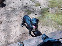 Male Pitweiler (Courtesy Post) - Photo 1