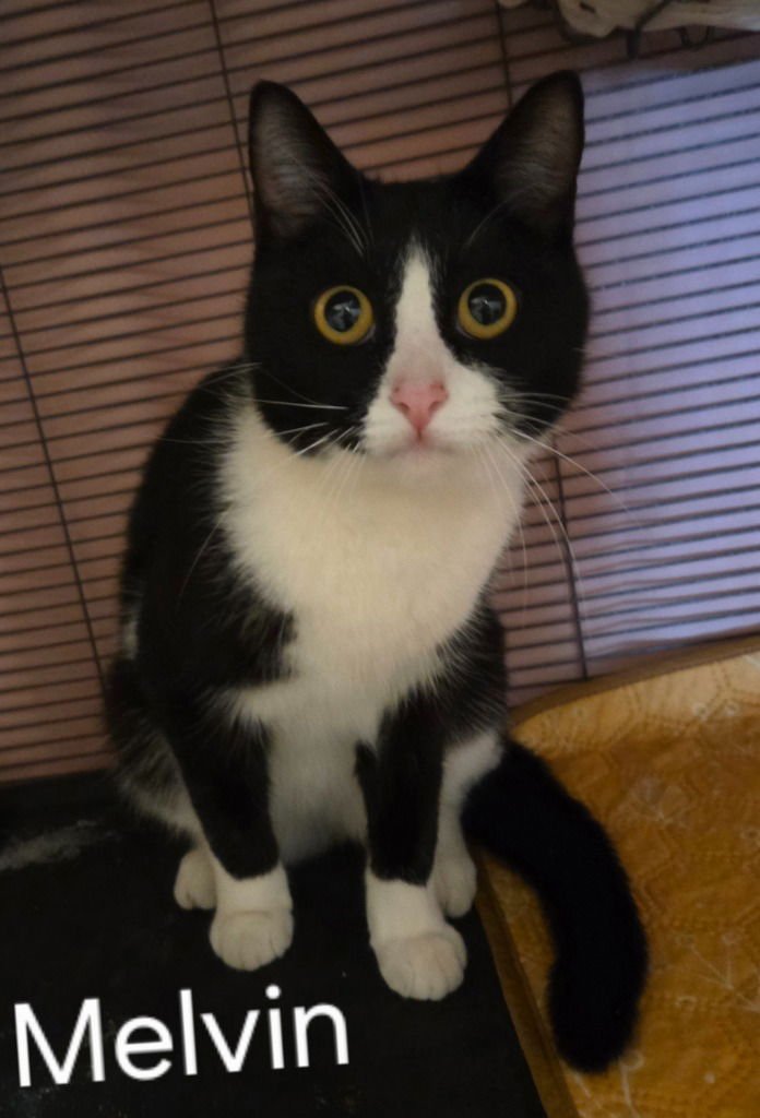 MELVIN - Domestic Short Hair available for adoption