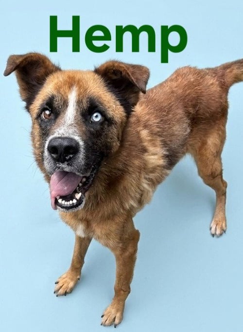HEMP - Cattle Dog / Terrier available for adoption