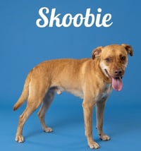 Skoobie - Photo 3