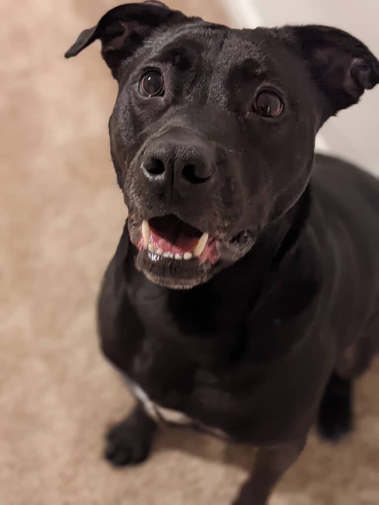 BENNY (COURTESY POST) - Labrador Retriever available for adoption