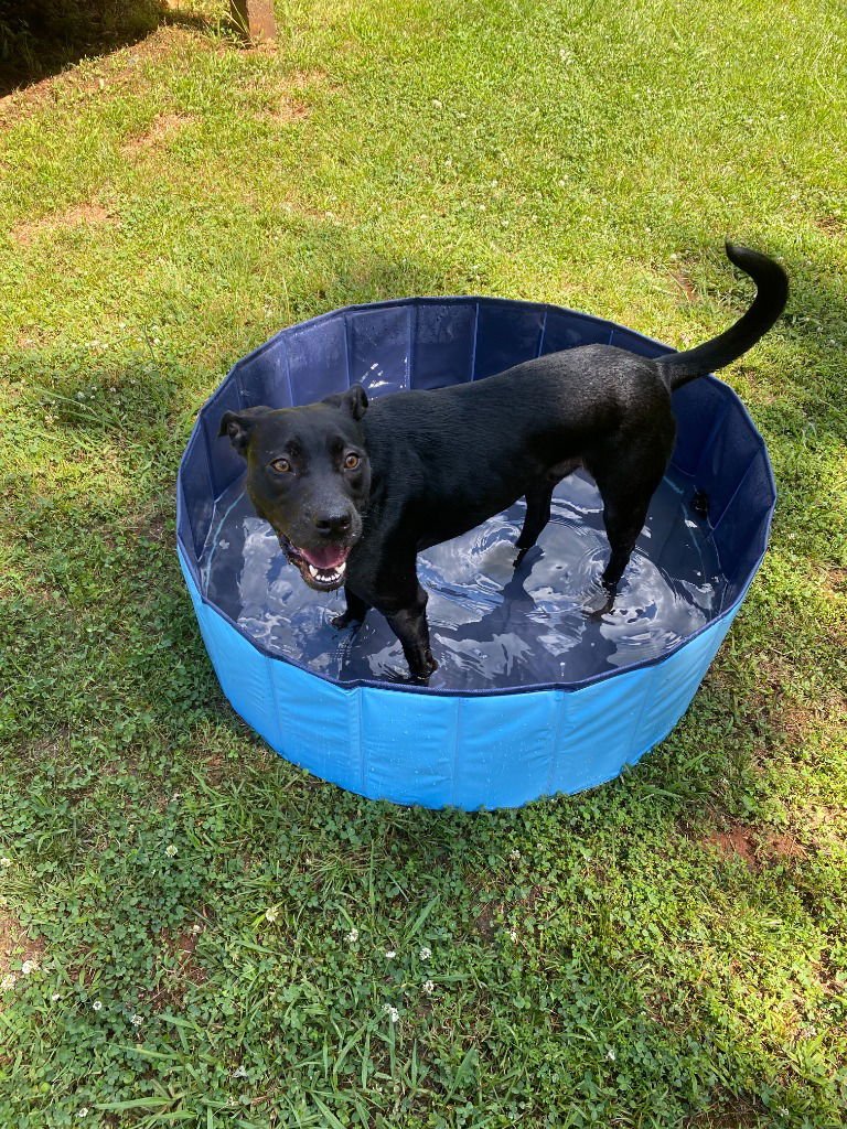 BENNY (COURTESY POST) - Labrador Retriever available for adoption