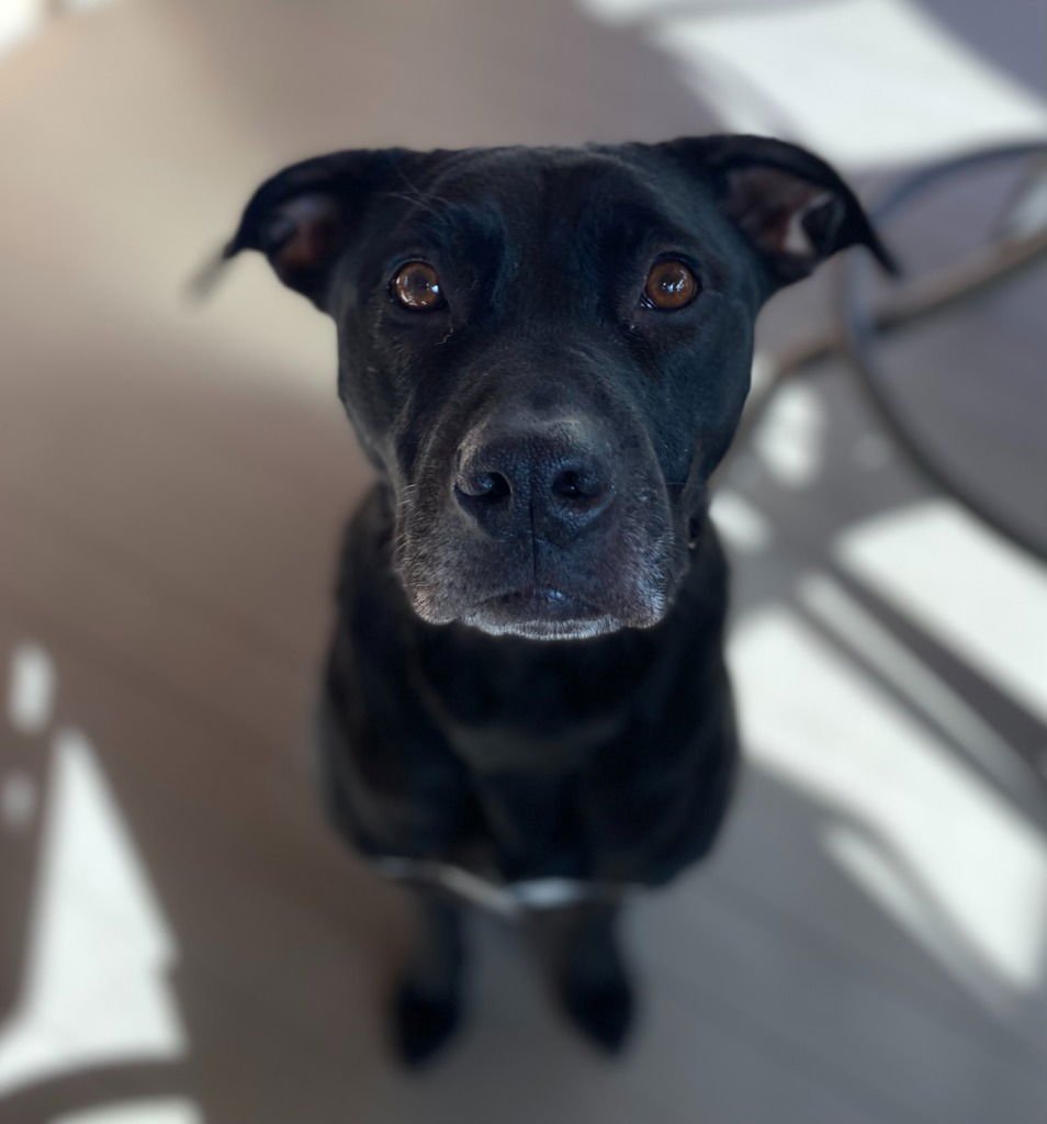 Benny (Courtesy Post) - Photo 4