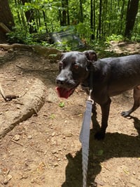 Benny (Courtesy Post) - Photo 3