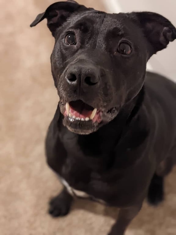 Benny (Courtesy Post) Image