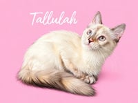 Tallulah (Courtesy Post) - Photo 4