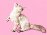 Tallulah (Courtesy Post) - Photo 3