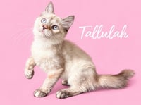 Tallulah (Courtesy Post) - Photo 1