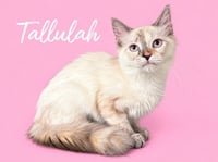 Tallulah (Courtesy Post) - Photo 2