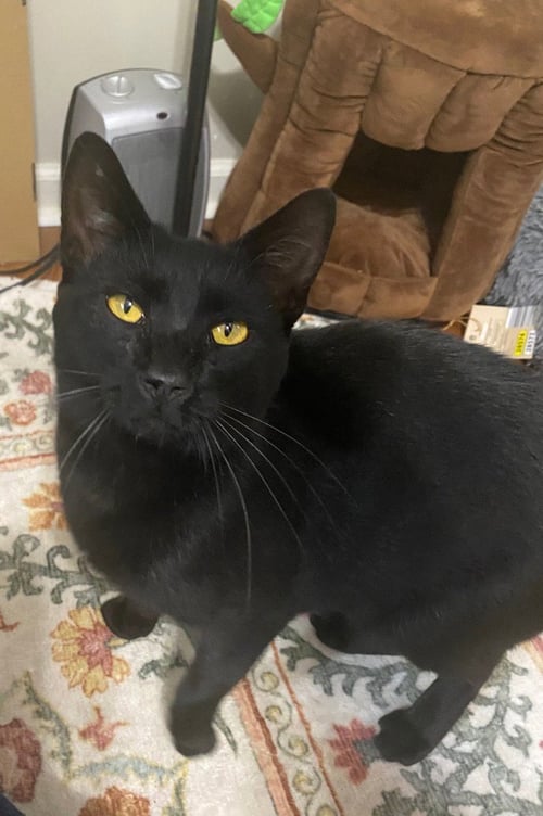 OZZY (COURTESY POST) - Domestic Short Hair available for adoption