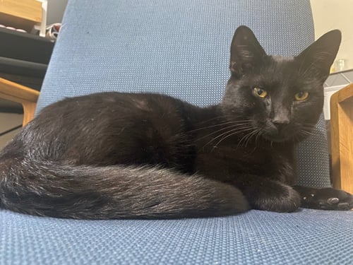 OZZY (COURTESY POST) - Domestic Short Hair available for adoption