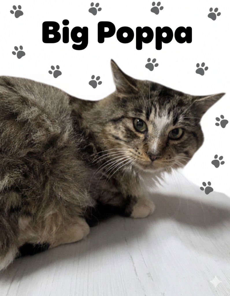 BIG POPPA - Domestic Long Hair available for adoption